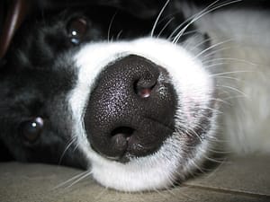 dogs-nose-print